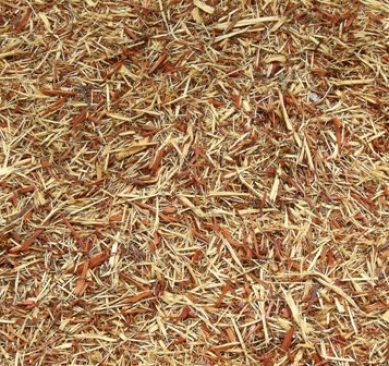 Mississippi valley cedar